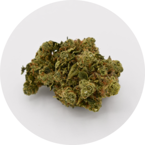 Amnesia fleur