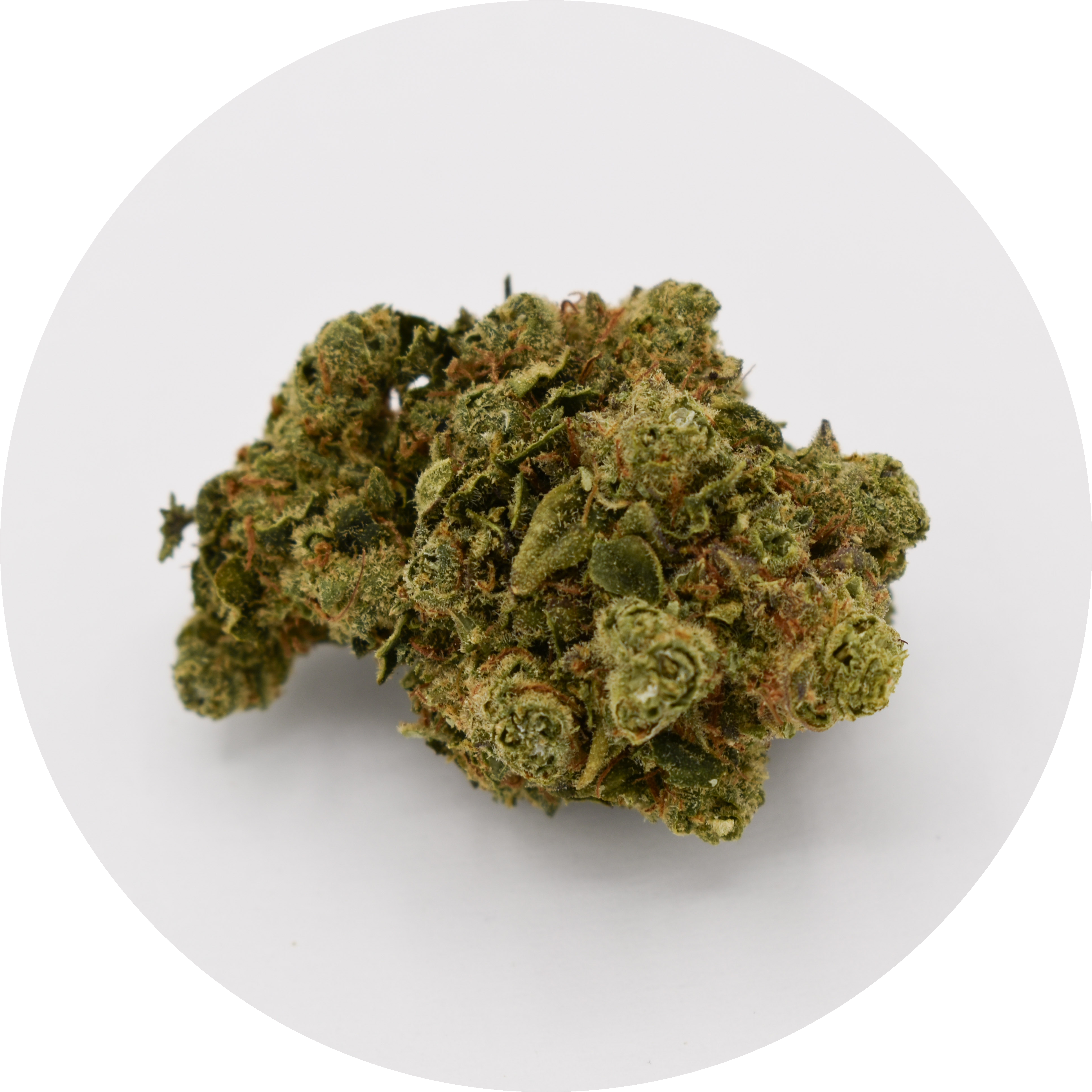Amnesia fleur