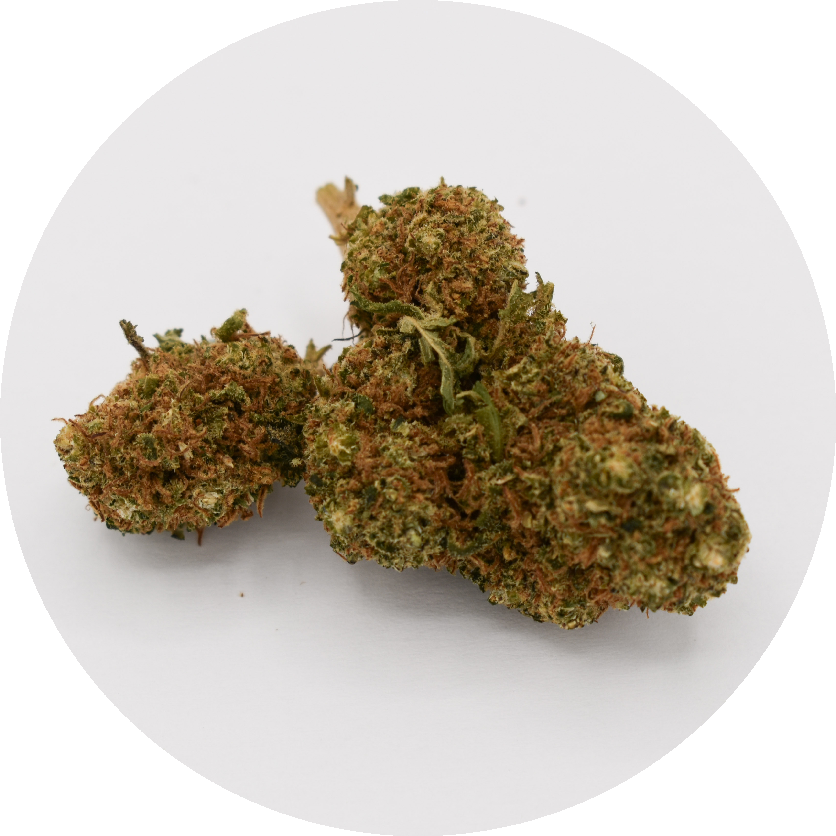 Sunset Sherbert fleur